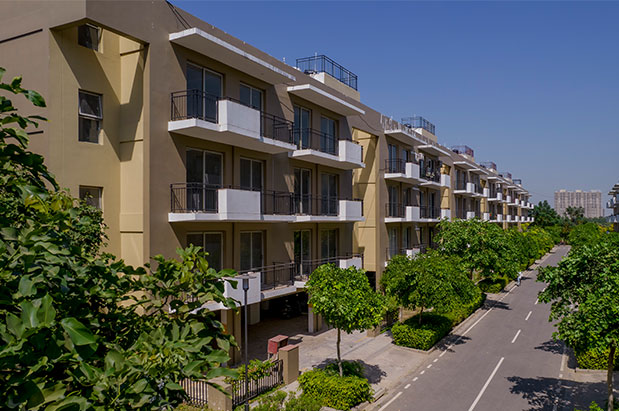 M2K Olive Green Floors